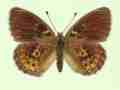 Argynnis aglaja female (aberrant form emilia) (Internet Image property of respective owner, non-commercial use only)